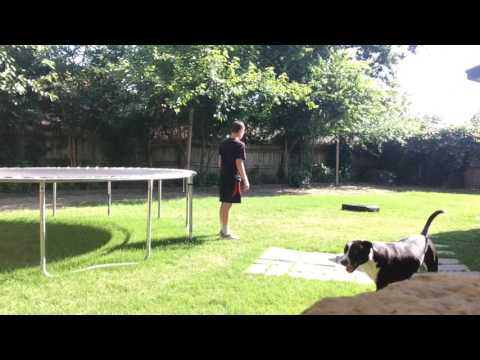 Front Flip Progression--Day 1