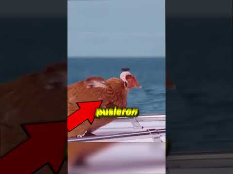 ¿UNA GALLINA ES MEJOR QUE UN ESTABILIZADOR DE CÁMARA