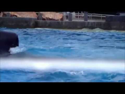 Blackfish ~ Documentary Trailer