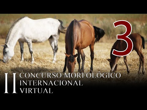 II Concurso Morfológico Internacional Virtual (Jornada 3)