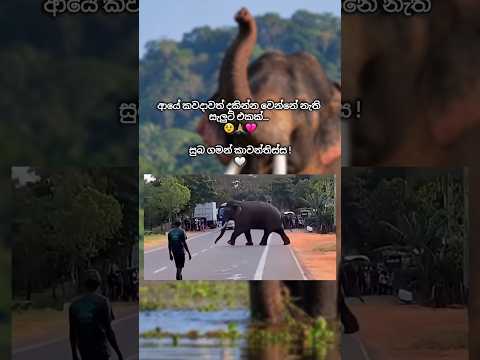 කාවන්තිස්ස ! 🥹🙏🤍✨