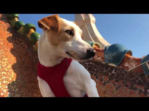 Pipper en Barcelona - ¡Viaja con tu perro!