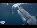The Top 30 Sharks Of Shark Week