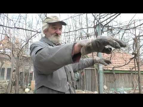 Bugaszegi szösszenetek - A Janibácsi borsóvarsákat készít