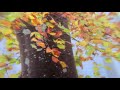Fotospeed Photo Smooth Pearl 290