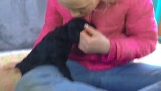 Video preview image #1  Breeder Profile in CHETEK, WI, USA