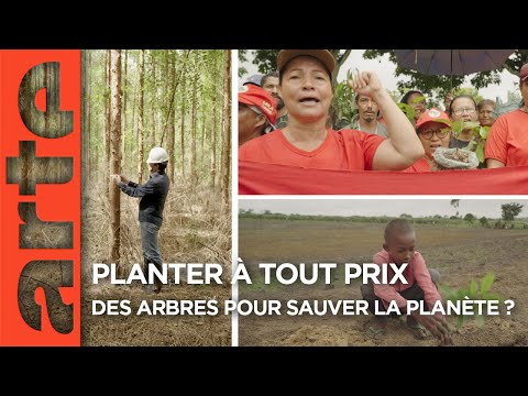 Planter à tout prix - Des arbres pour sauver la planète ? | Documentaire | ARTE