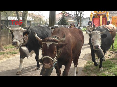 L'arrivo delle mandrie di mucche - Fiera S. Isidoro - Favria 2024