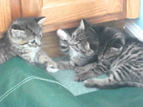 when there were three of them (kittens)