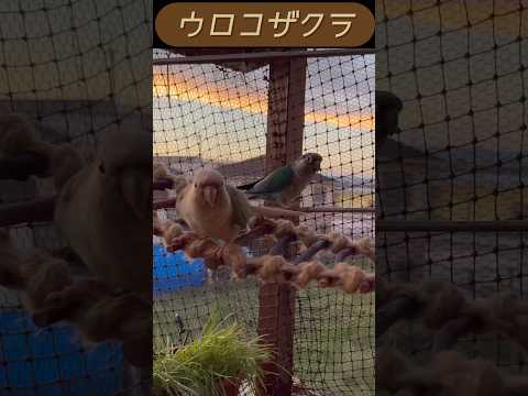 ブラウンブレストコニュアについて詳しく解説