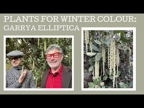 Great plants for winter colour: Garrya elliptica or the silk tassel bush.