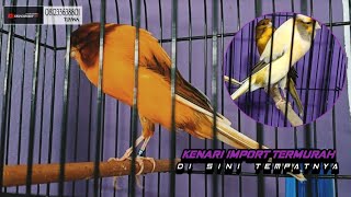 Download lagu 18 Januari 2026 FULL KENARI YS VS RASMI mp3