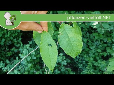 Gew. Traubenkirsche - Blatt/Blätter - 09.05.18 (Prunus padus) - Bäume (Blätter) bestimmen