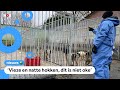 Bijna 300 honden afgepakt van horror-fokker