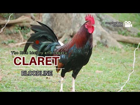 "Unveiling the Legendary Claret Gamefowl Bloodlines | Origins & Legacy"