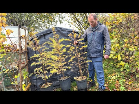 Pruning 3 Japanese Larch Trees | Pre-Bonsai Training