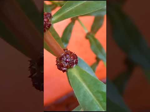 Some plant's in terrace garden.