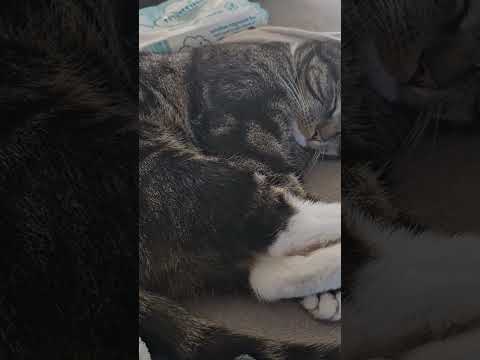 #cat #alphonso #cats #funny #funnycats #alphonso #kitten #funnypets #cat #meow #funnyanimals