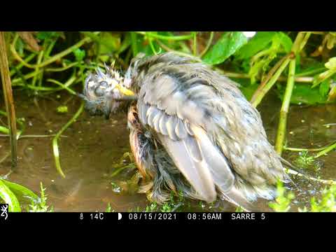 2021 Video Contest - Kjell Sarre, Norway