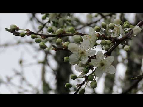 Spring is near #nature  ##flowers