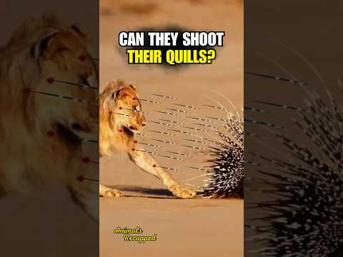 Can Porcupines Shoot Their Quills?😲