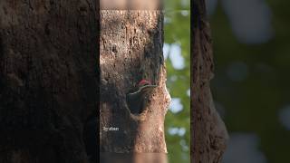 Download lagu Pernahkah kamu mendengar suara anak burung pelatuk? Sarang burung pelatuk jambul memiliki suara panggilan yang sangat keras dan mengesankan. mp3 Download lagu Pernahkah kamu mendengar suara anak burung pelatuk? Sarang burung pelatuk jambul memiliki suara panggilan yang sangat keras dan mengesankan. mp3