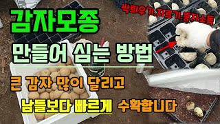 감자모종 만들어 심는 방법 큰감자 많이 달리고 남들보다 감자 빨리수확해요 씨감자싹틔우기.자르기.소독방법