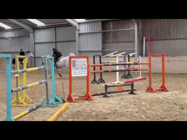 Castrone Zangersheide In vendita 2015 Grigio ,  CICERO VAN PAEMEL