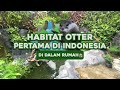 THE FIRST INDONESIAN OTTER HABITAT AT HOME