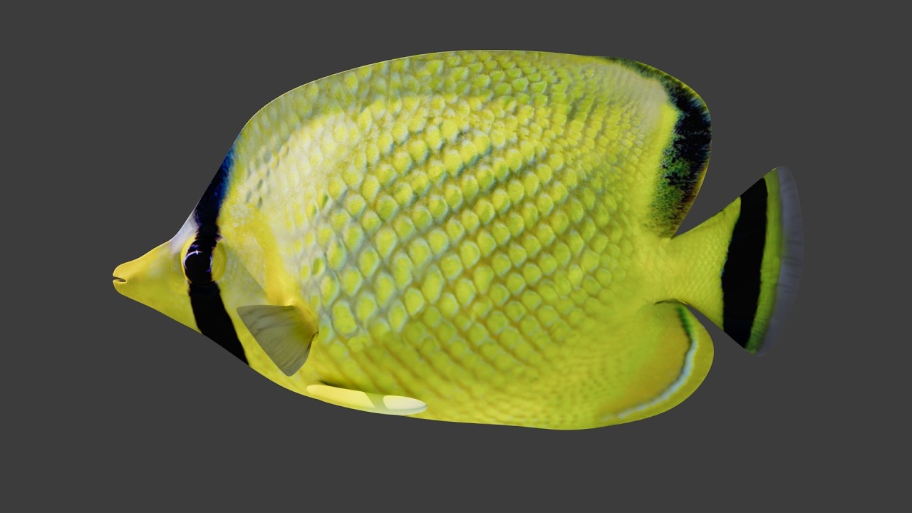 Latticed Butterfly Fish 3D Model