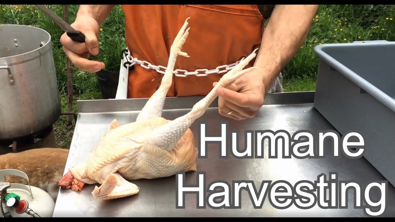 #79 – Butchering Poultry – Ancestral Kitchen Podcast