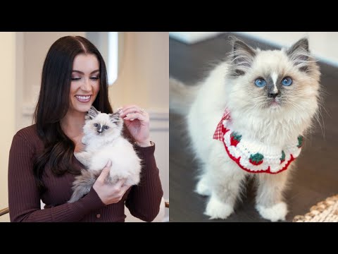 Bringing Home My Ragdoll Kitten | First Day Home & Kitten Essentials