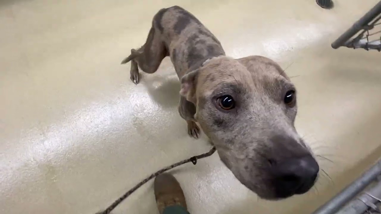 Moxi, a ADOPTABLE mixed breed in Monroe, GA video 3/3