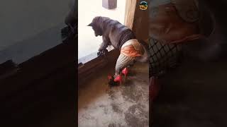 Download lagu Dogs Walking in Shoes for the First Time 😂  Funny Dog Compilation mp3