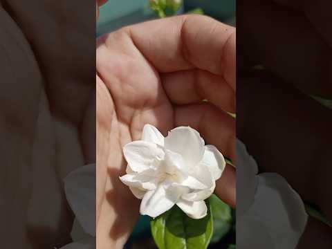 I have grown a Mogra flower at my house 🌼🌼 #Mogra #flower #short #viral ll