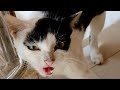 Hungry Mom Cats Calling Cute Cats Meowing Loudly Cats Sounds