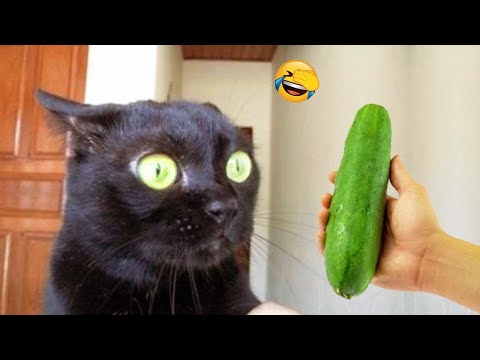 Essayer de ne pas rire 🤩 meilleurs chiens et chats drôles partie 18