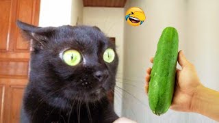 Essayer de ne pas rire 🤩 meilleurs chiens et chats drôles partie 18