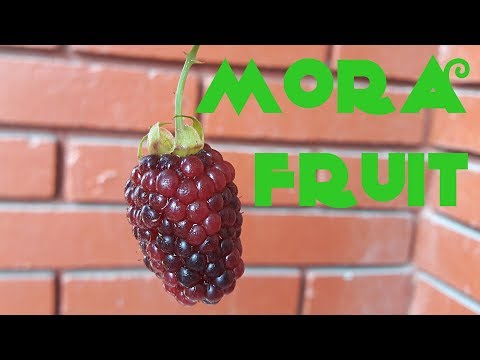Mora Fruit Review - Weird Fruit Explorer Ep. 216