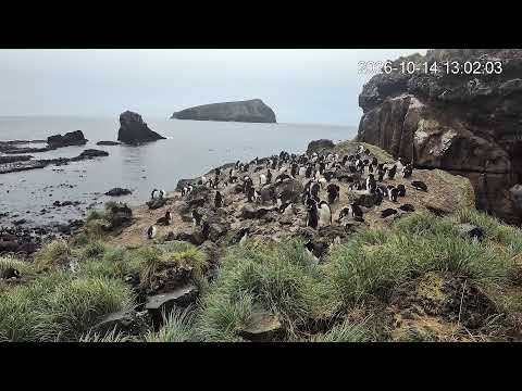 Antipodes Island penguin live cam