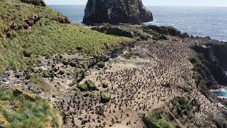 TawakiCam - Erect-crested penguins on Antipodes Island live webcam