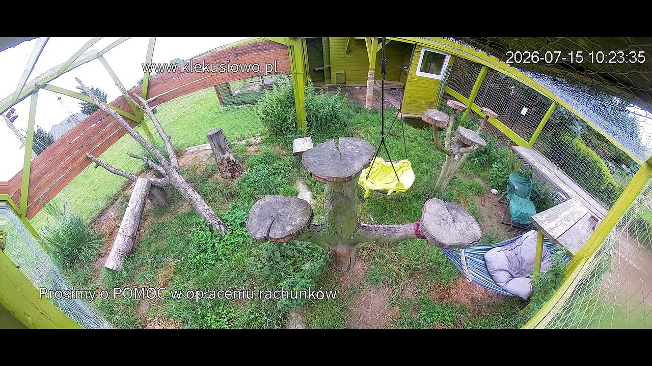 Live webcam view of African Serval Sanctuary Cam
