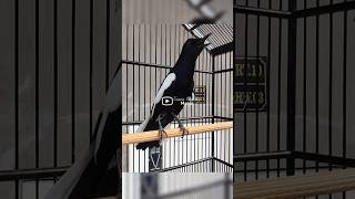 Download lagu Masteran Kacer Gacor full Materi Isian, untuk latihan!! #kacergacor #kacerbongkarisian #kacer mp3 Download lagu Masteran Kacer Gacor full Materi Isian, untuk latihan!! #kacergacor #kacerbongkarisian #kacer mp3