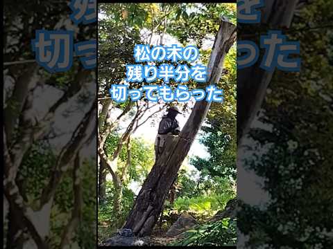 園芸 木や低木の伐採