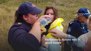 Dog stayed with toddler for 15 hours