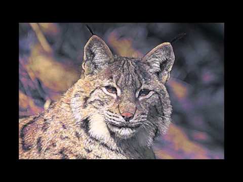 Lynx  Watching - Relaxation music