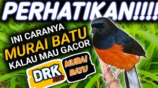 Download lagu JANGAN KETINGGALAN !! BUKTIKAN SENDIRI CARA MERAWAT MURAI BATU GACOR METABOLISME LAMBAT mp3