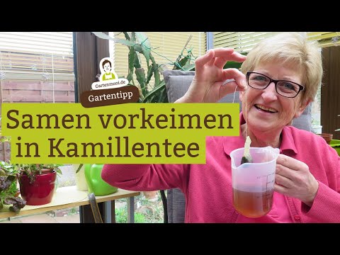 Why soak and pre-germinate seeds in chamomile tea?
