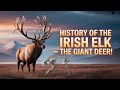 Irish Elk Explained | The Ice Age’s Majestic Giant
