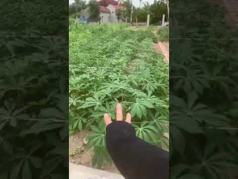 Cần bán gấp lô đất Hưng Long Mỹ Hào do khách hàng cần thanh khoản để trả nợ